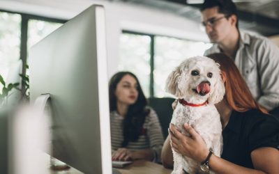 Oficina Pet Friendly y su impacto en el bienestar de los trabajadores